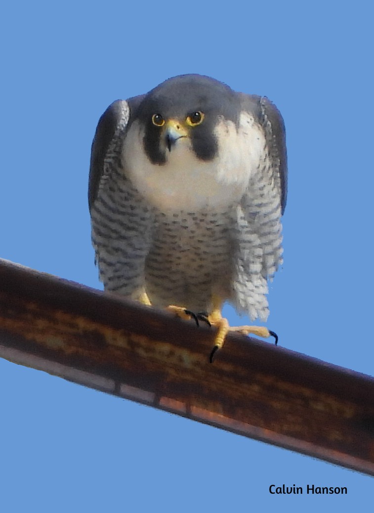 Peregrine Falcon - ML643814285