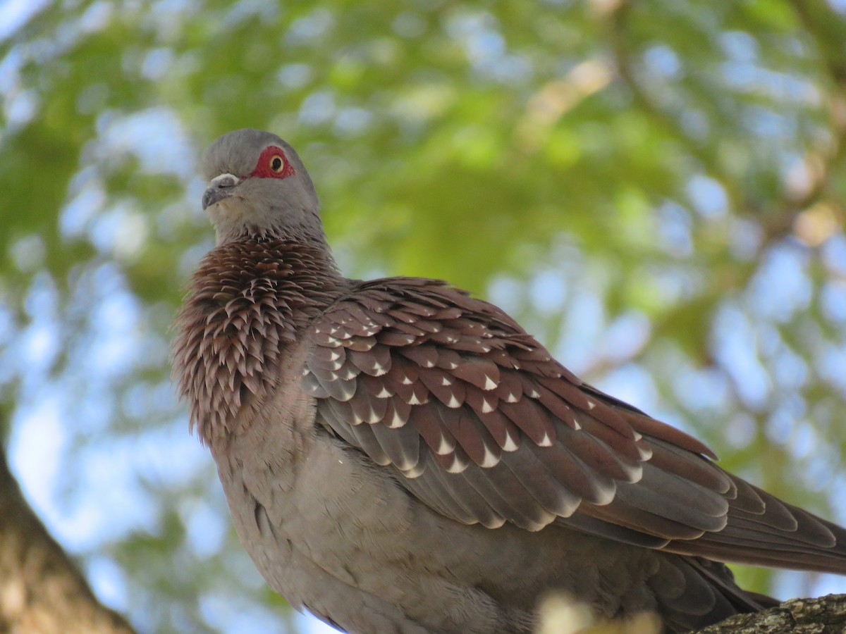 Speckled Pigeon - ML643814288