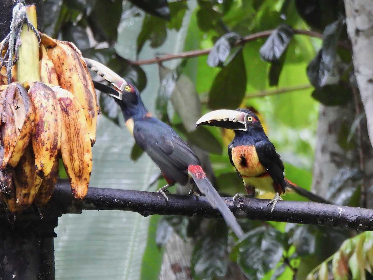 Kuşaklı/Soluk Gagalı Arasari - ML643814293