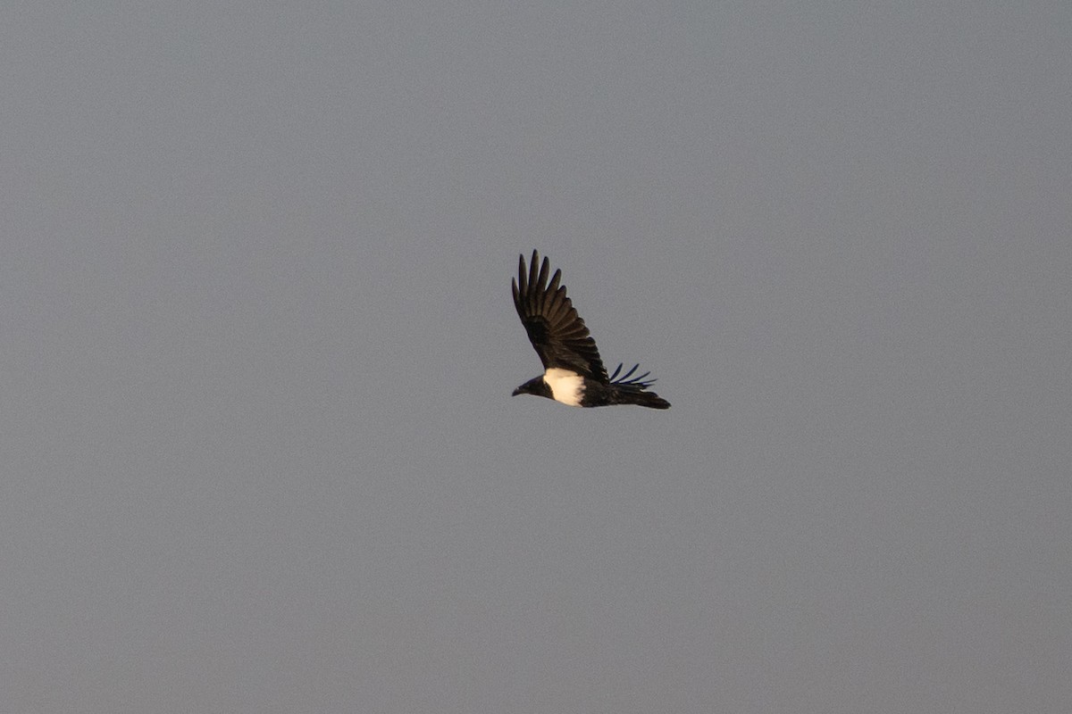 Pied Crow - ML643814296