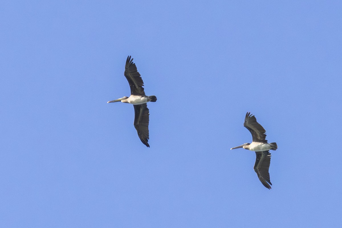 Brown Pelican - ML643814304