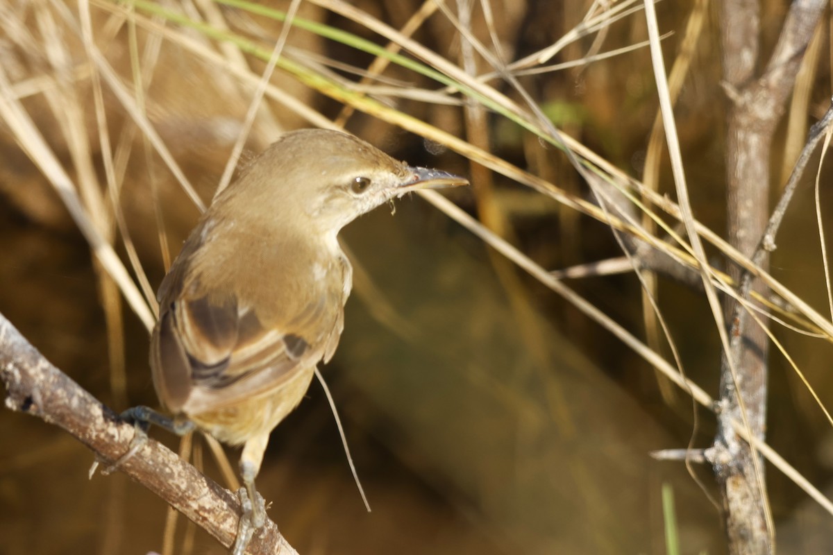 Clamorous Reed Warbler - ML643814322