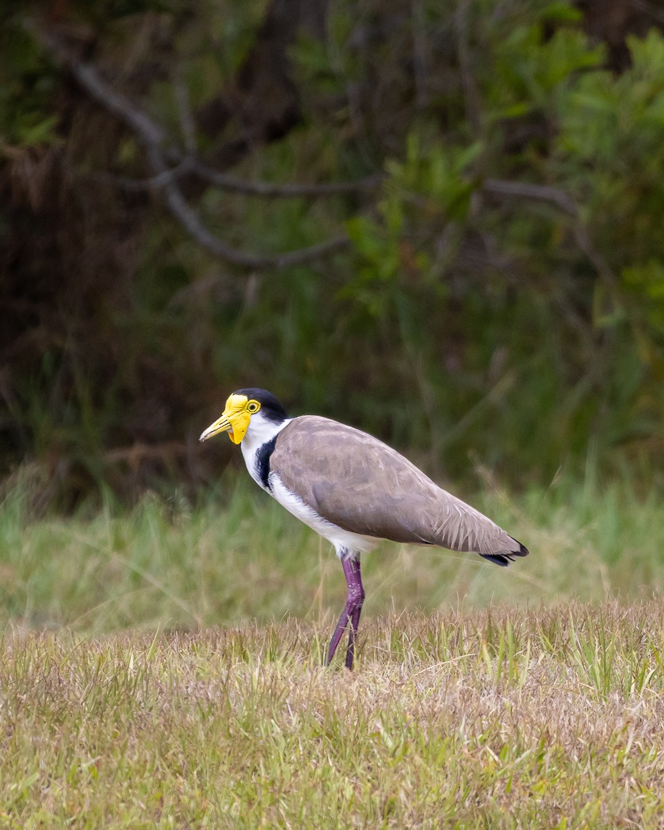 Masked Lapwing - ML643814323