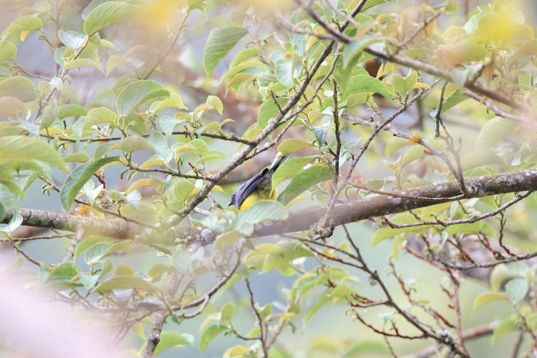 Slate-throated Redstart - ML643814327