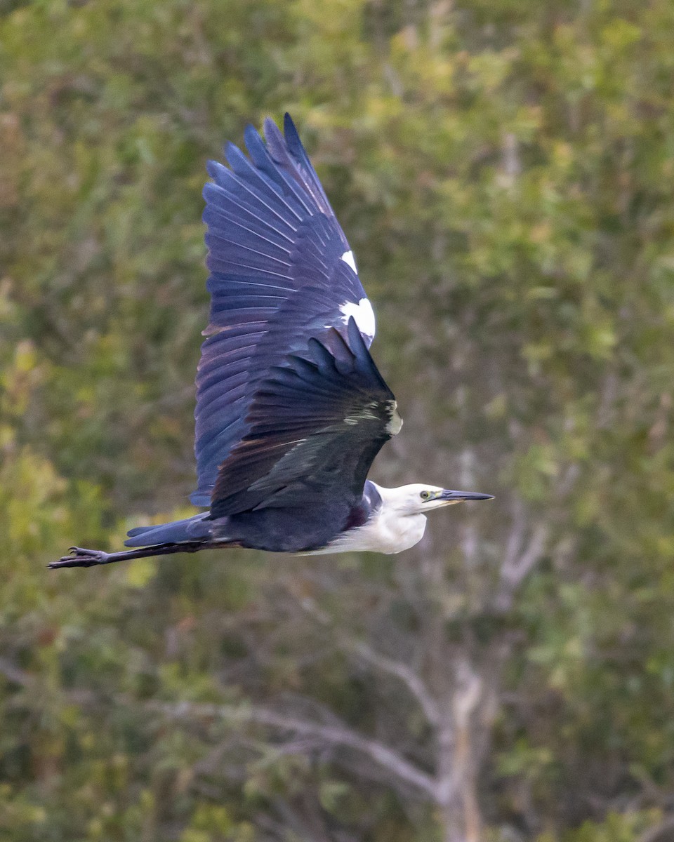Pacific Heron - ML643814329