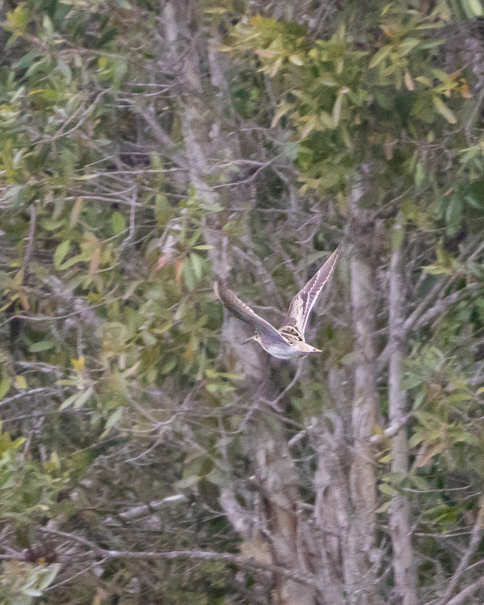 Latham's Snipe - ML643814330