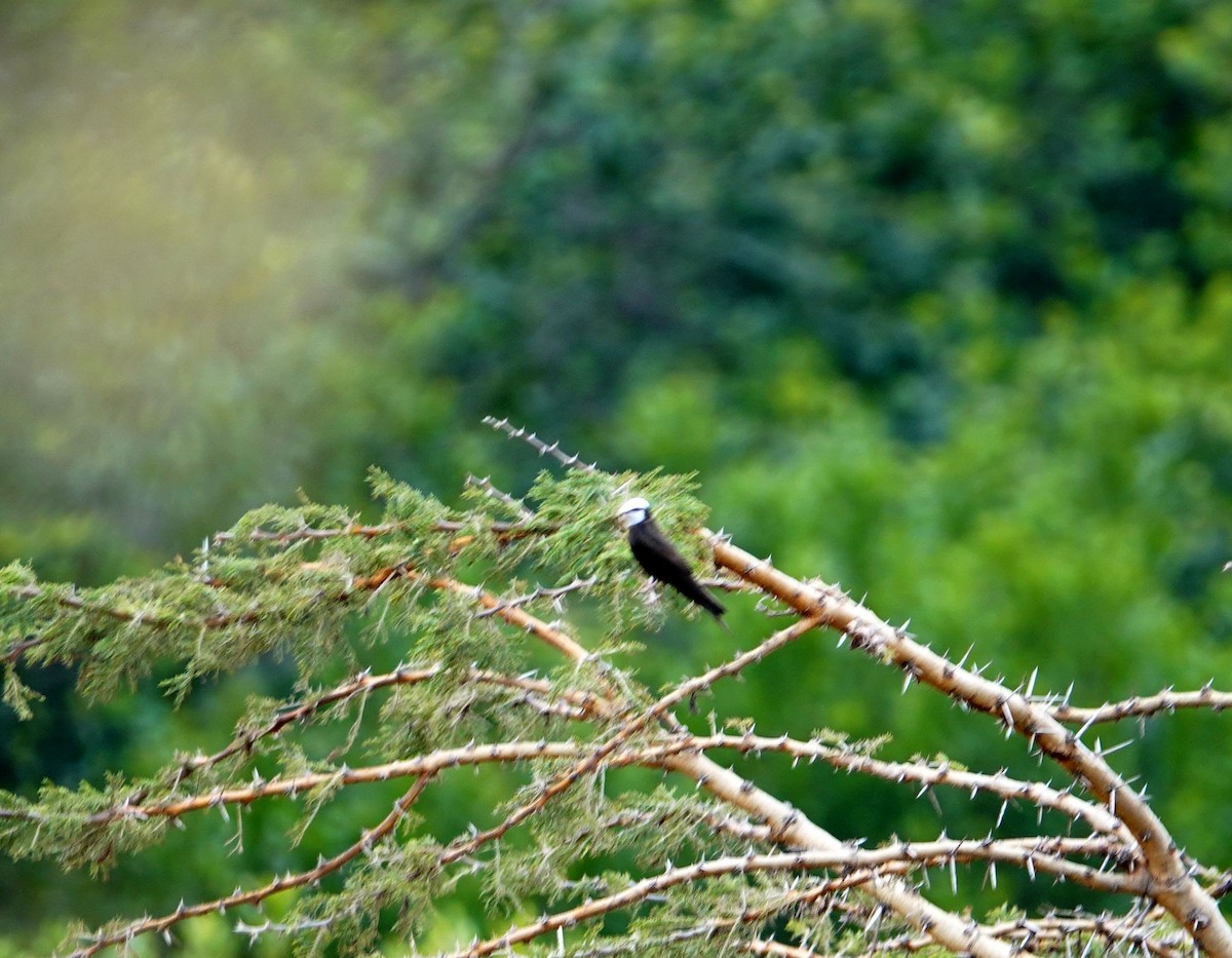 White-headed Sawwing - ML643814337