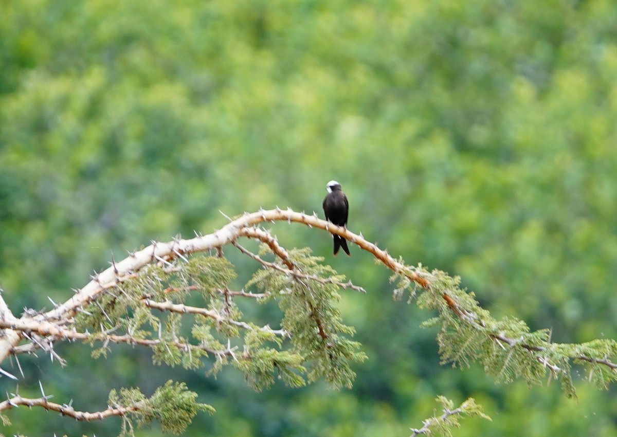 White-headed Sawwing - ML643814338