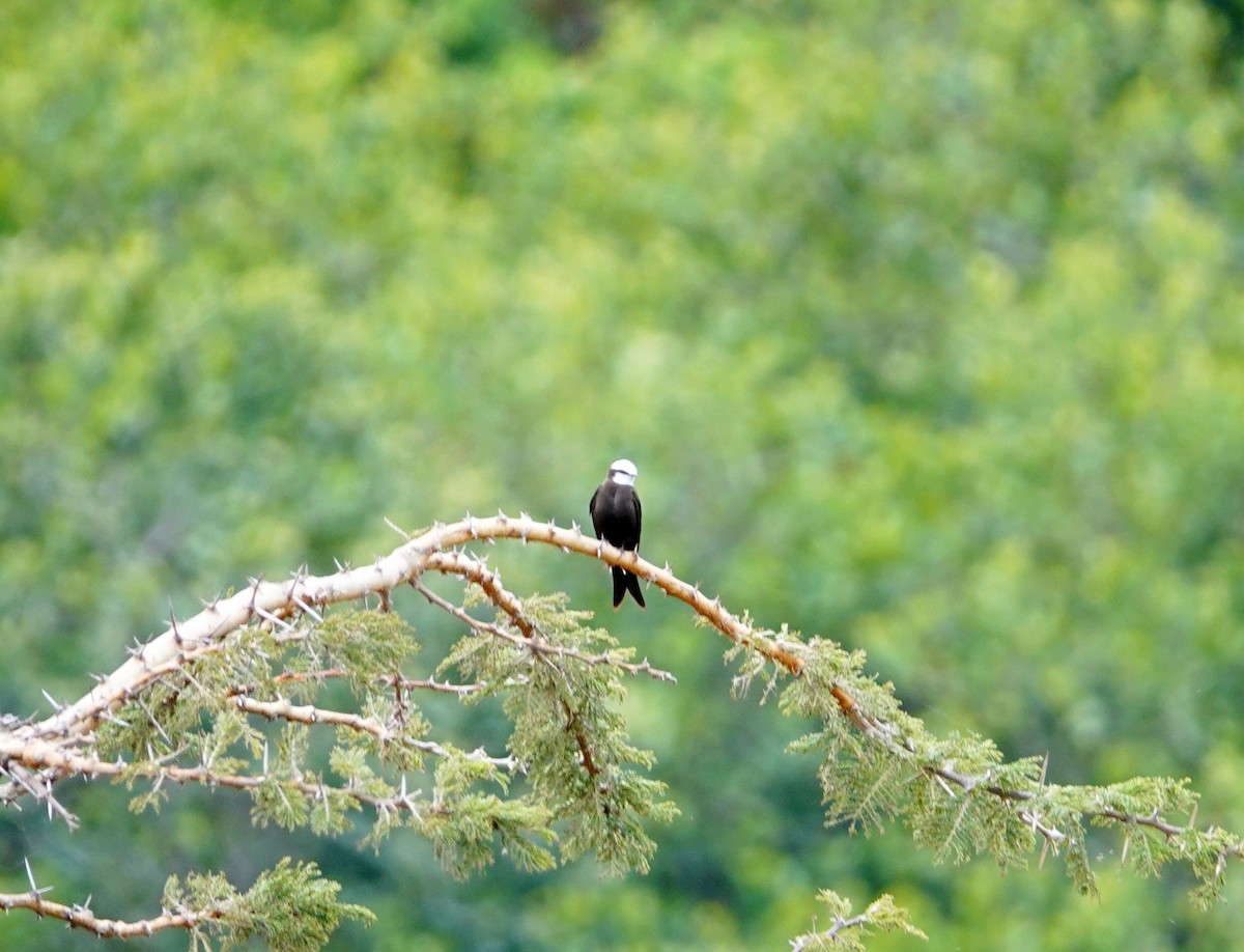 White-headed Sawwing - ML643814339