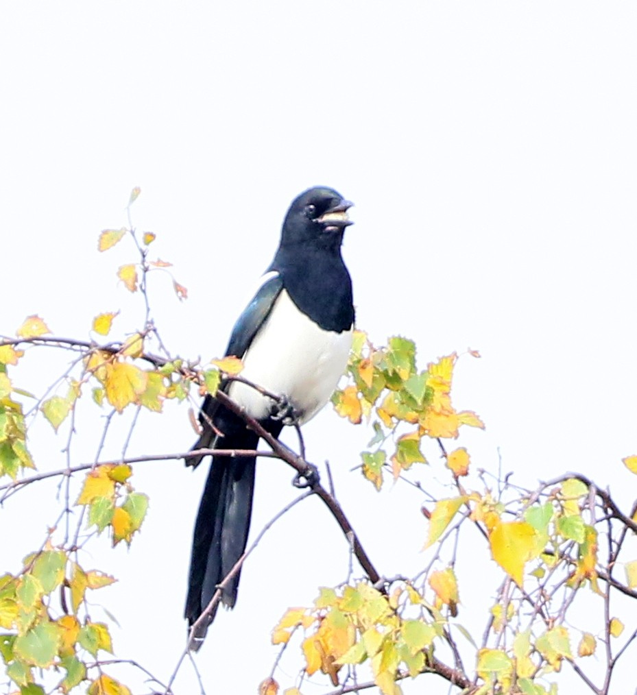Eurasian Magpie - ML643814341