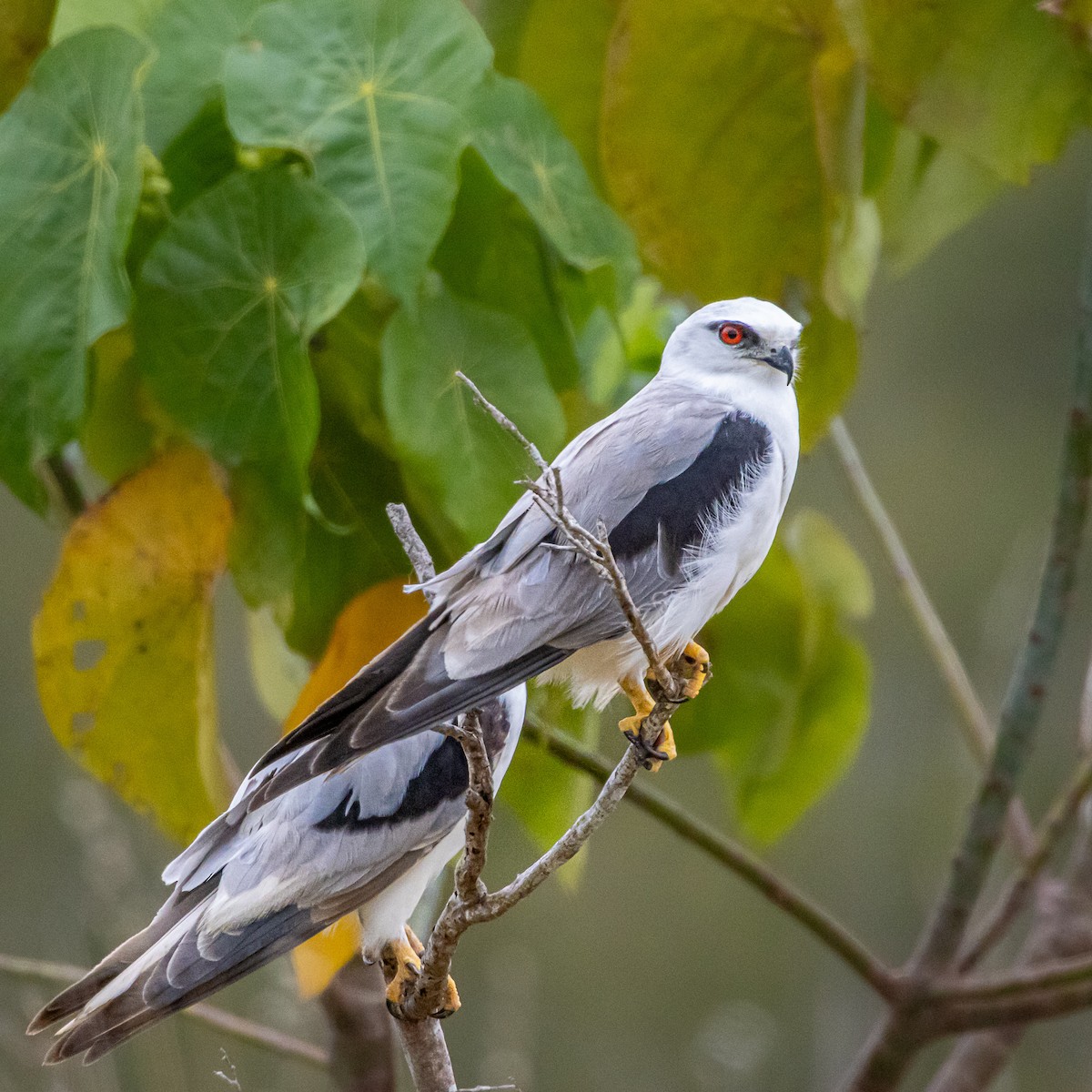 Black-shouldered Kite - ML643814342