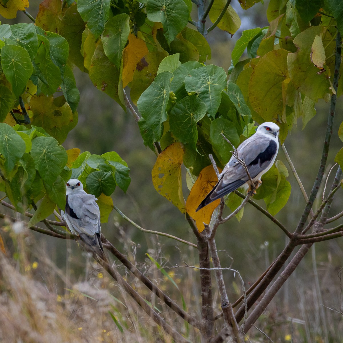 Black-shouldered Kite - ML643814343