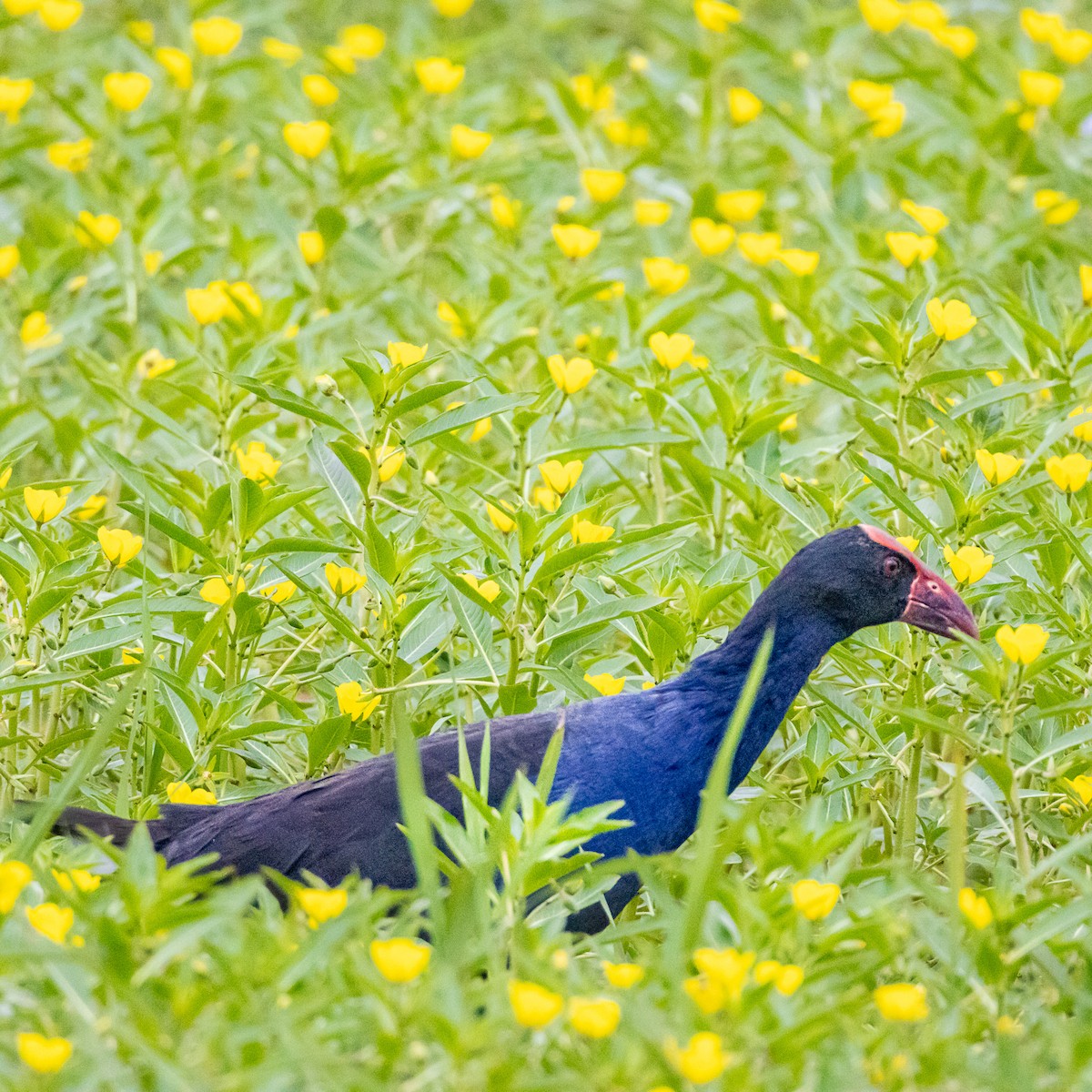 Australasian Swamphen - ML643814348