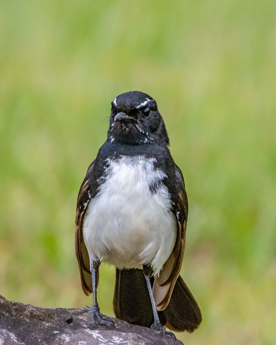 Willie-wagtail - ML643814353