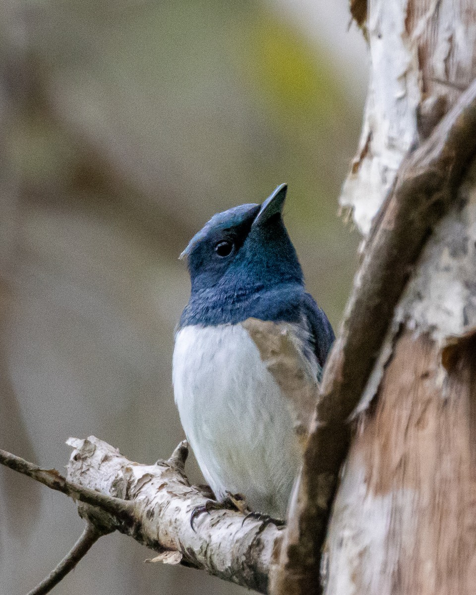 Leaden Flycatcher - ML643814356