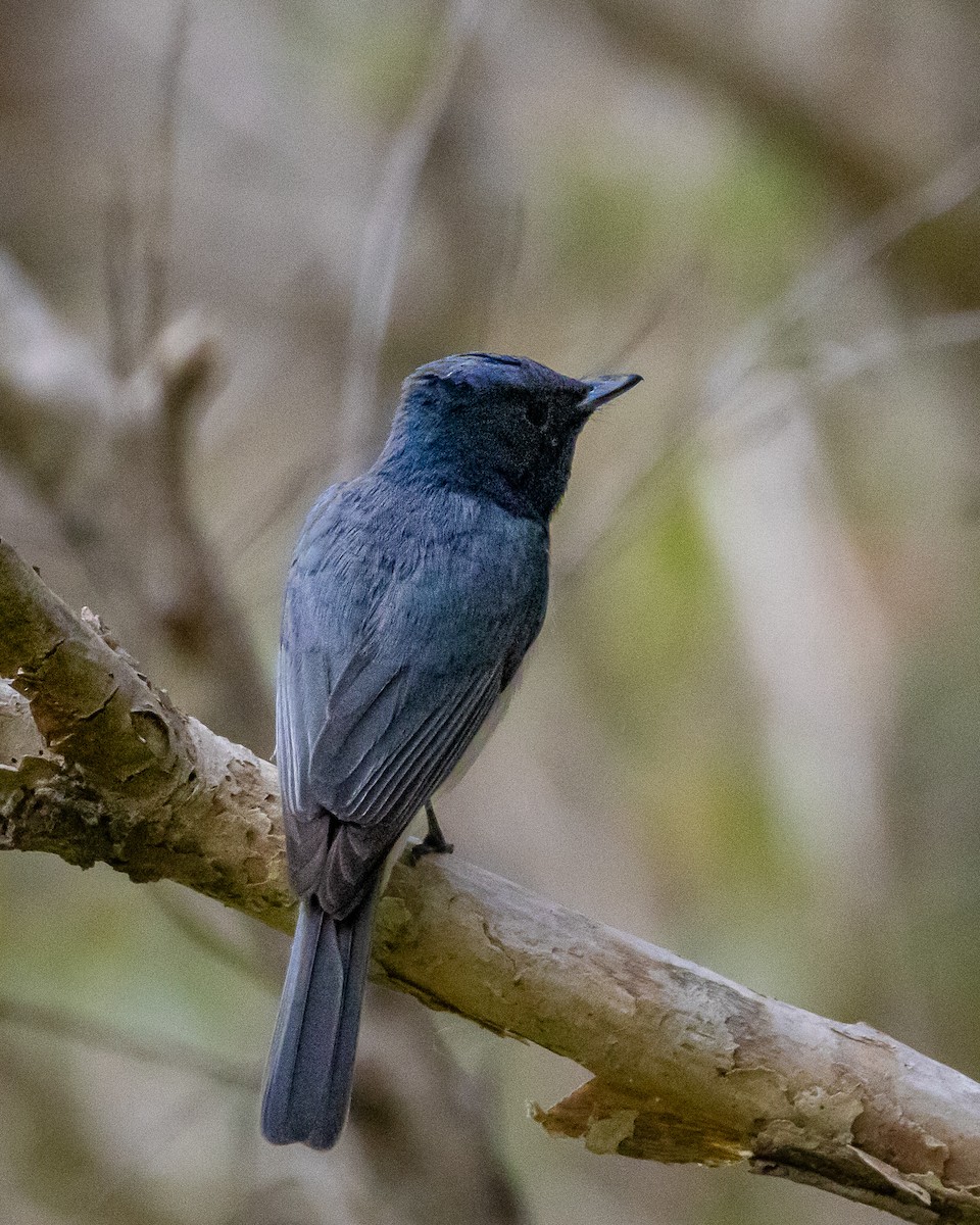 Leaden Flycatcher - ML643814357