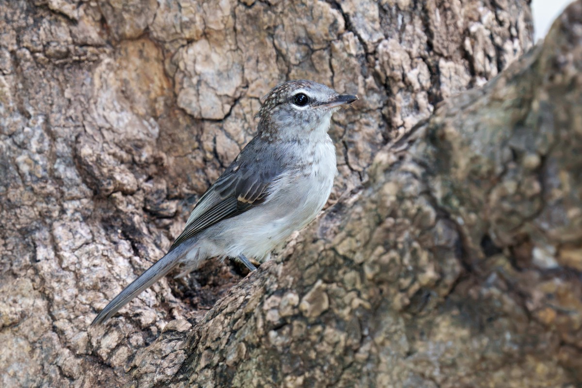 Ashy Flycatcher - ML643814361