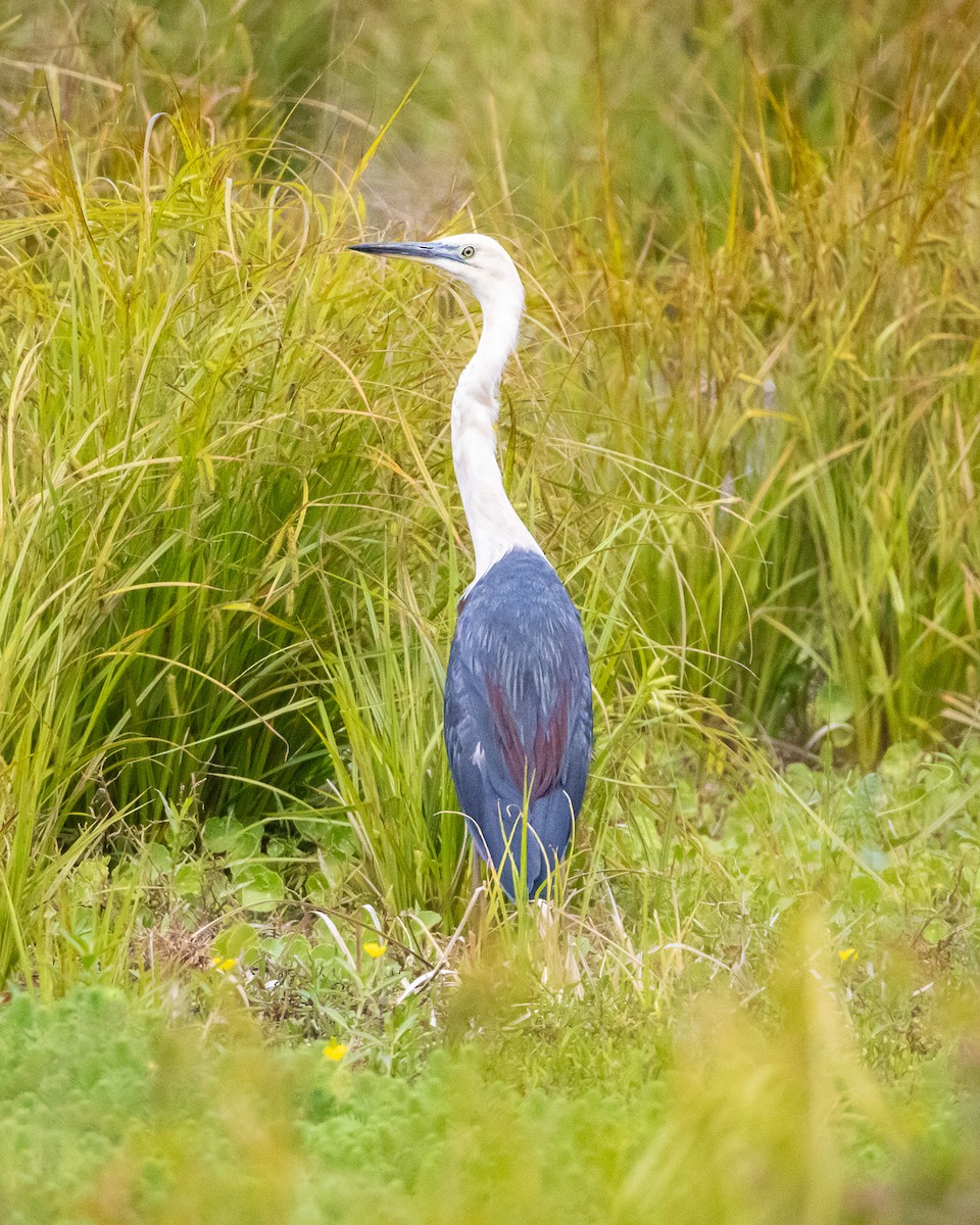 Pacific Heron - ML643814362