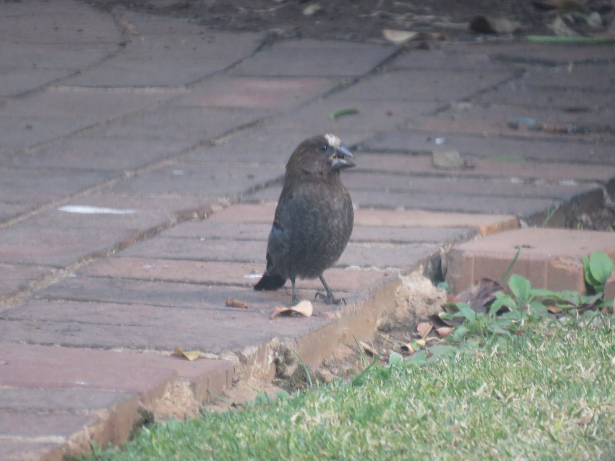 Grosbeak Weaver - ML643814371