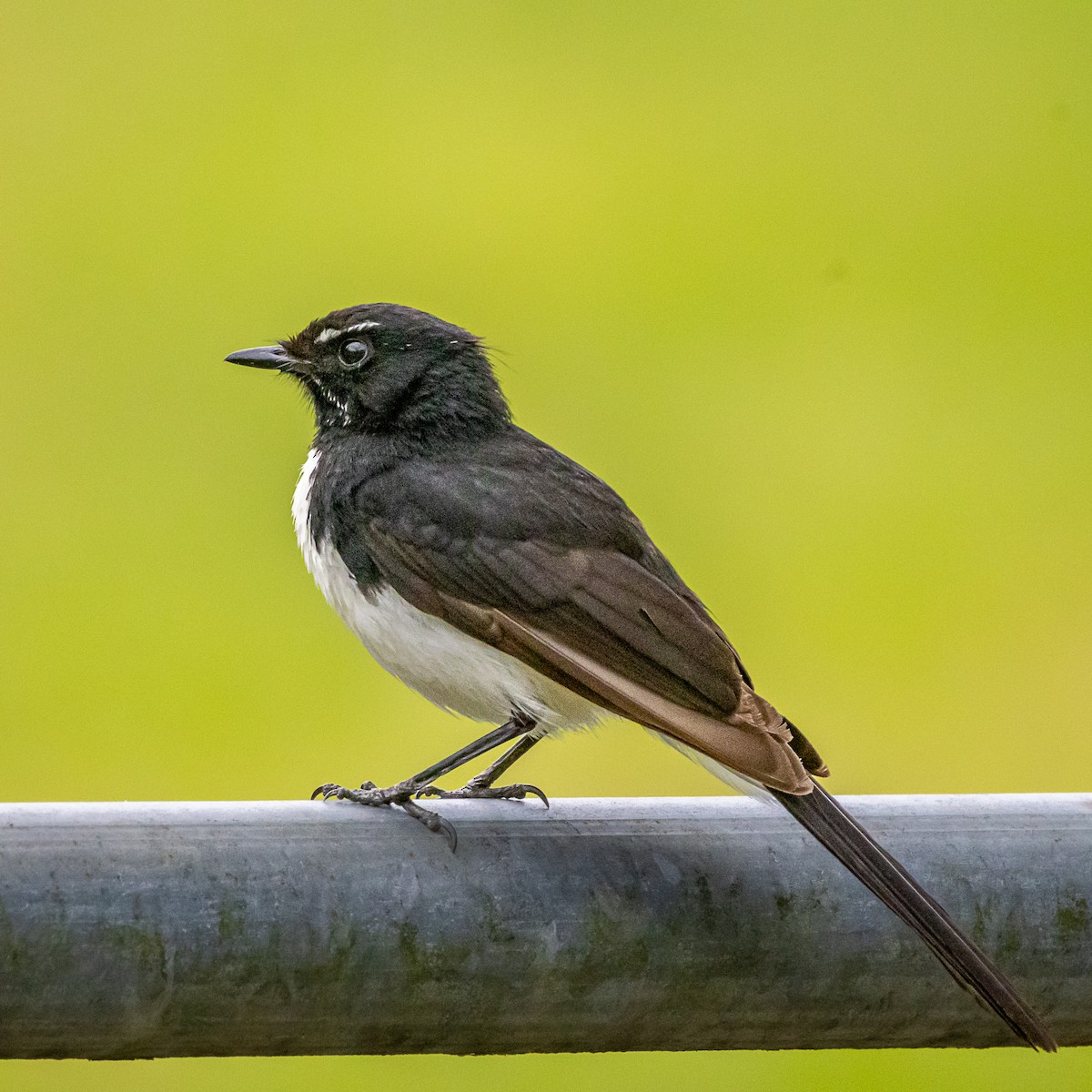 Willie-wagtail - ML643814378