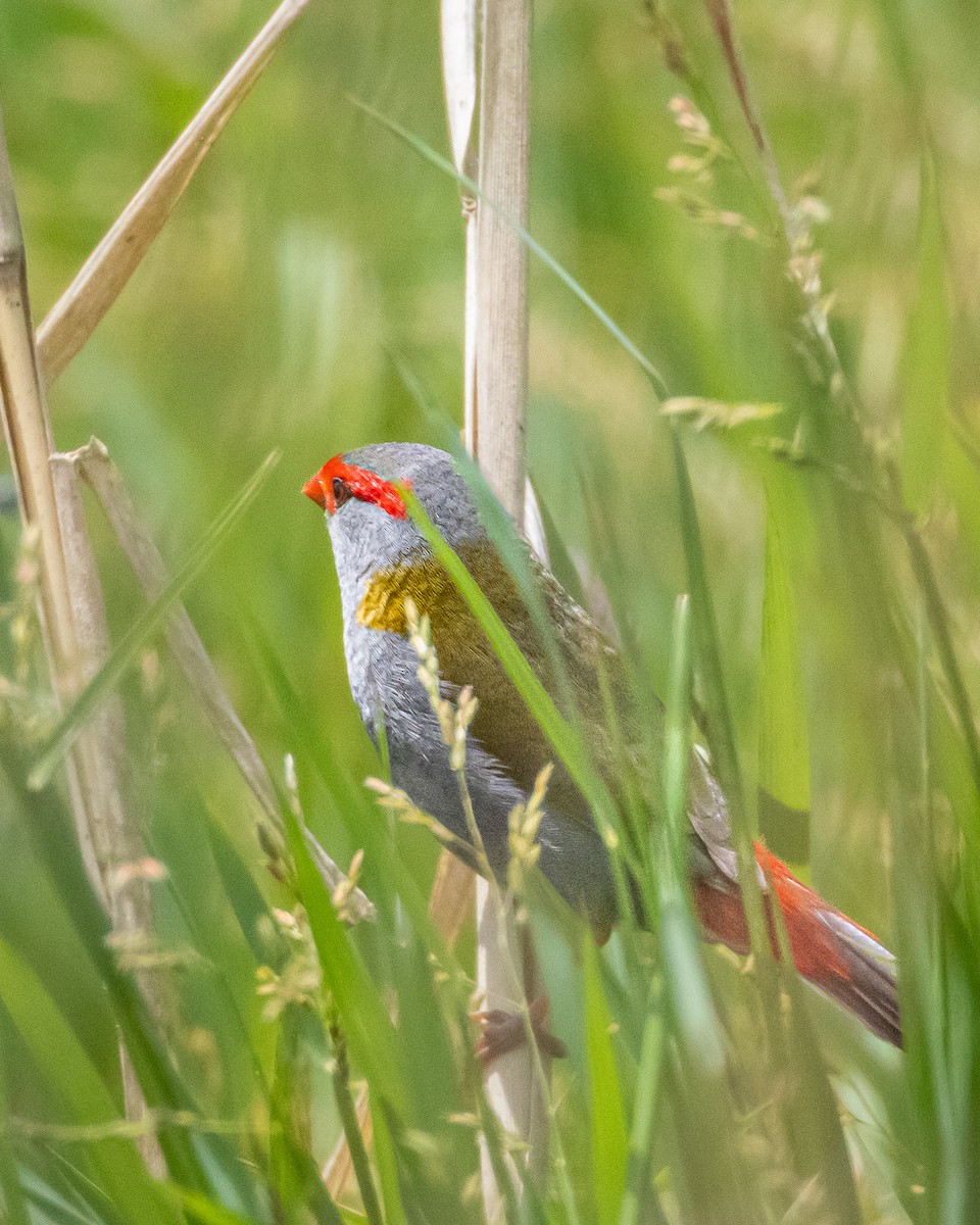 Red-browed Firetail - ML643814389