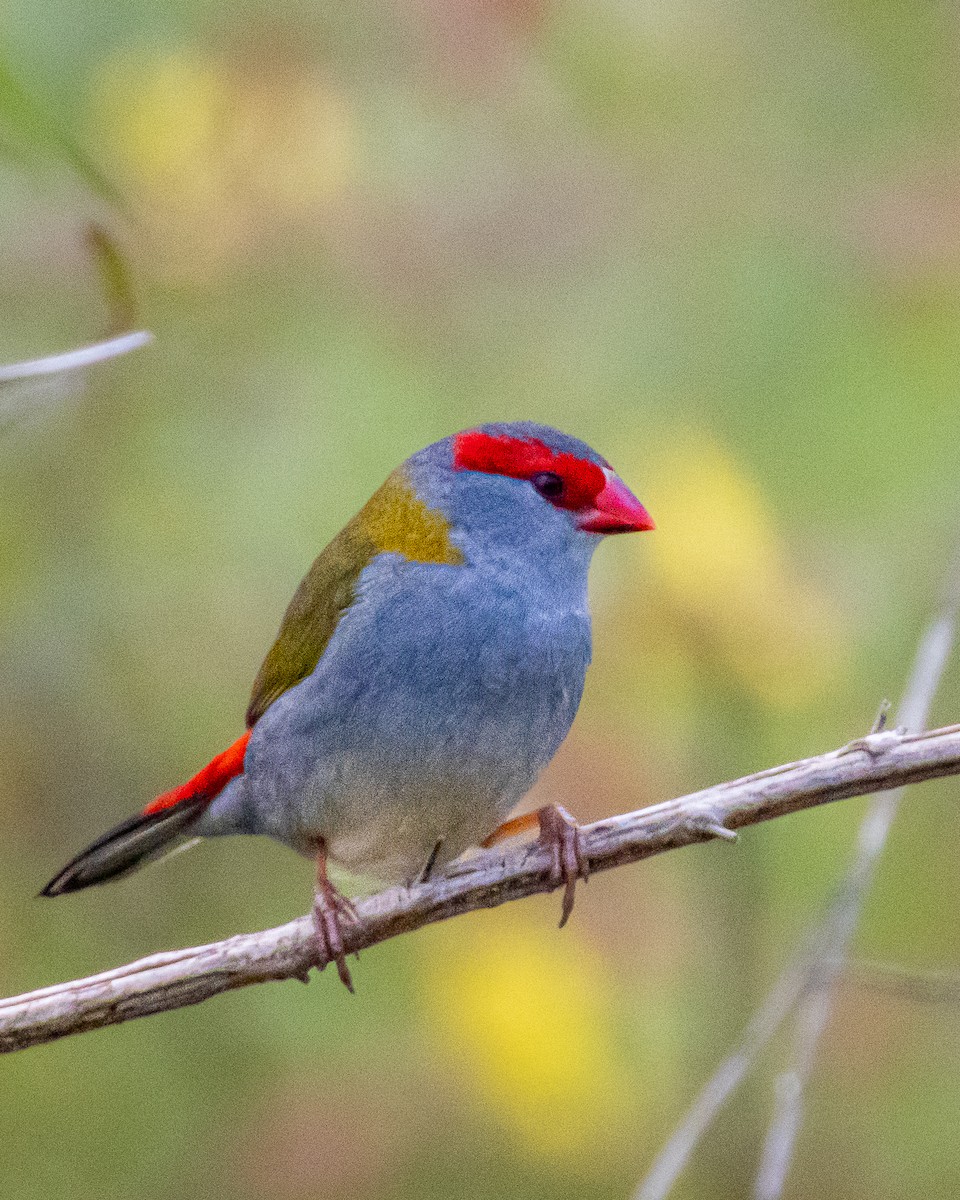 Red-browed Firetail - ML643814390