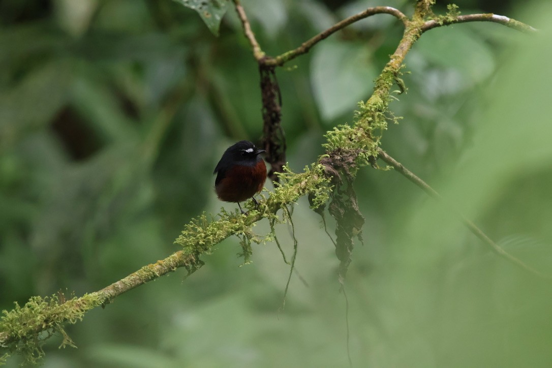 Chestnut-bellied Chat-Tyrant - ML643814409