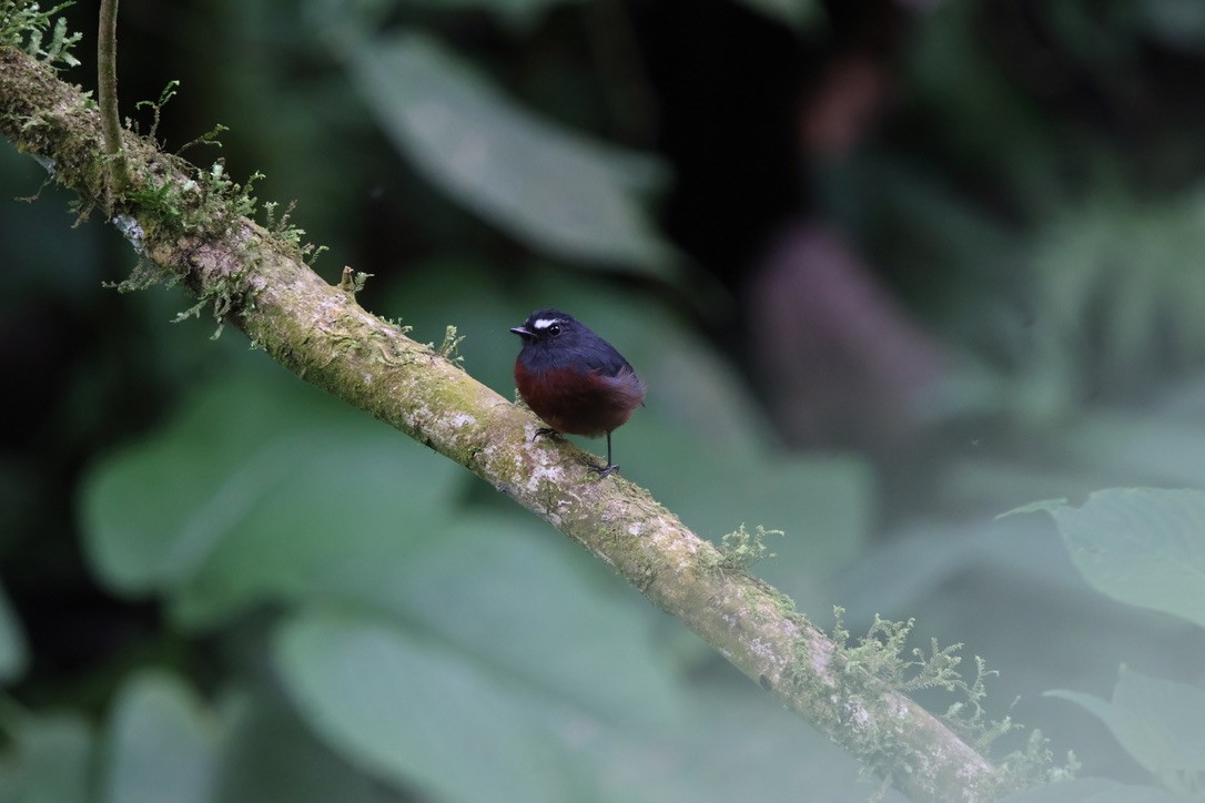 Chestnut-bellied Chat-Tyrant - ML643814420