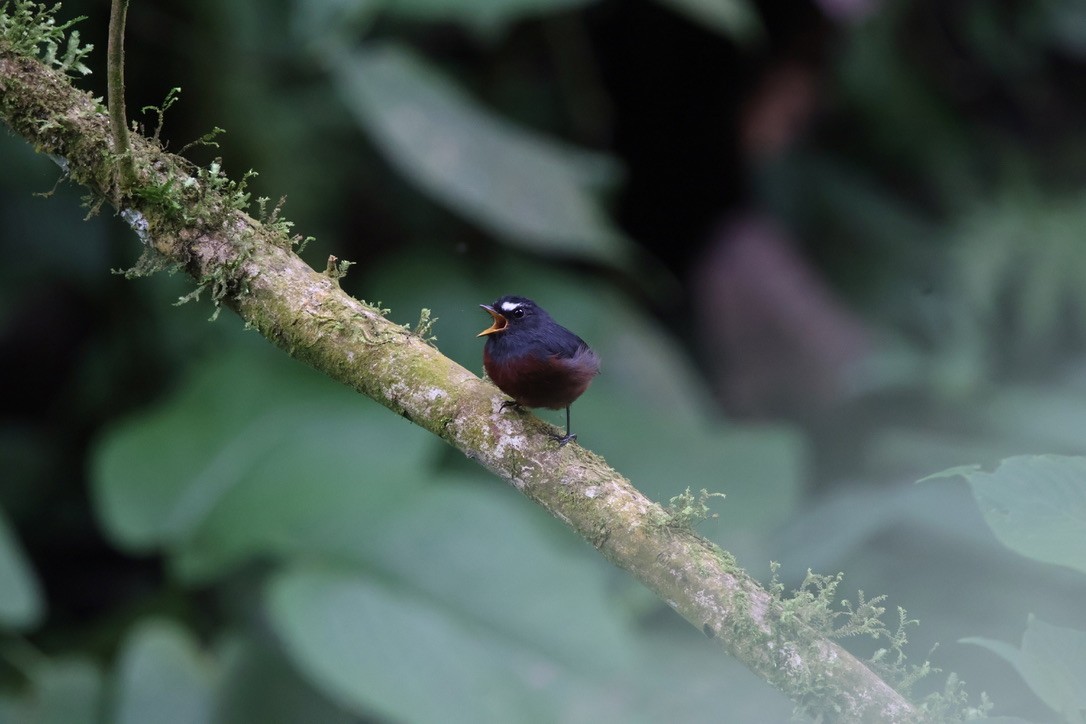 Chestnut-bellied Chat-Tyrant - ML643814428
