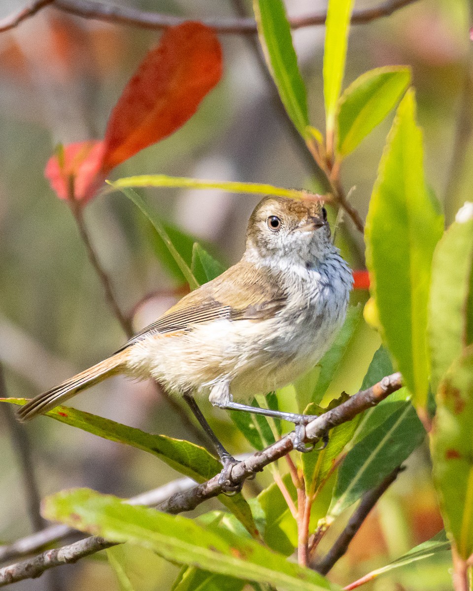 Brown Thornbill - ML643814434