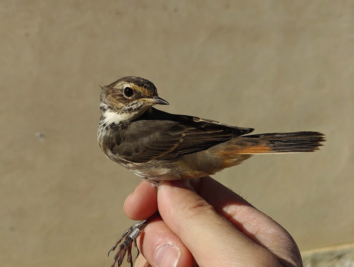 Bluethroat - ML643814437