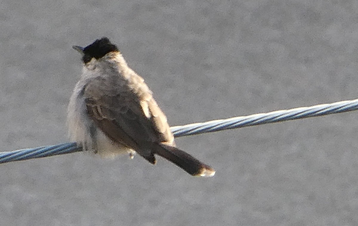 Bulbul Ventridorado - ML643814439