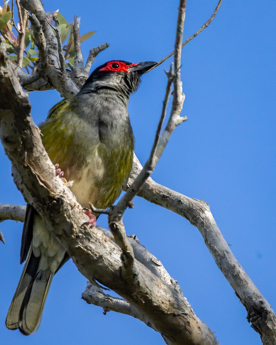 Australasian Figbird - ML643814450