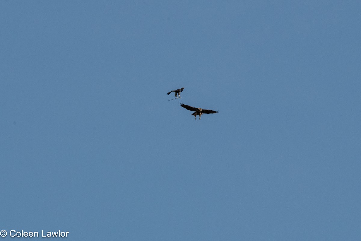 káně rudochvostá - ML643814458