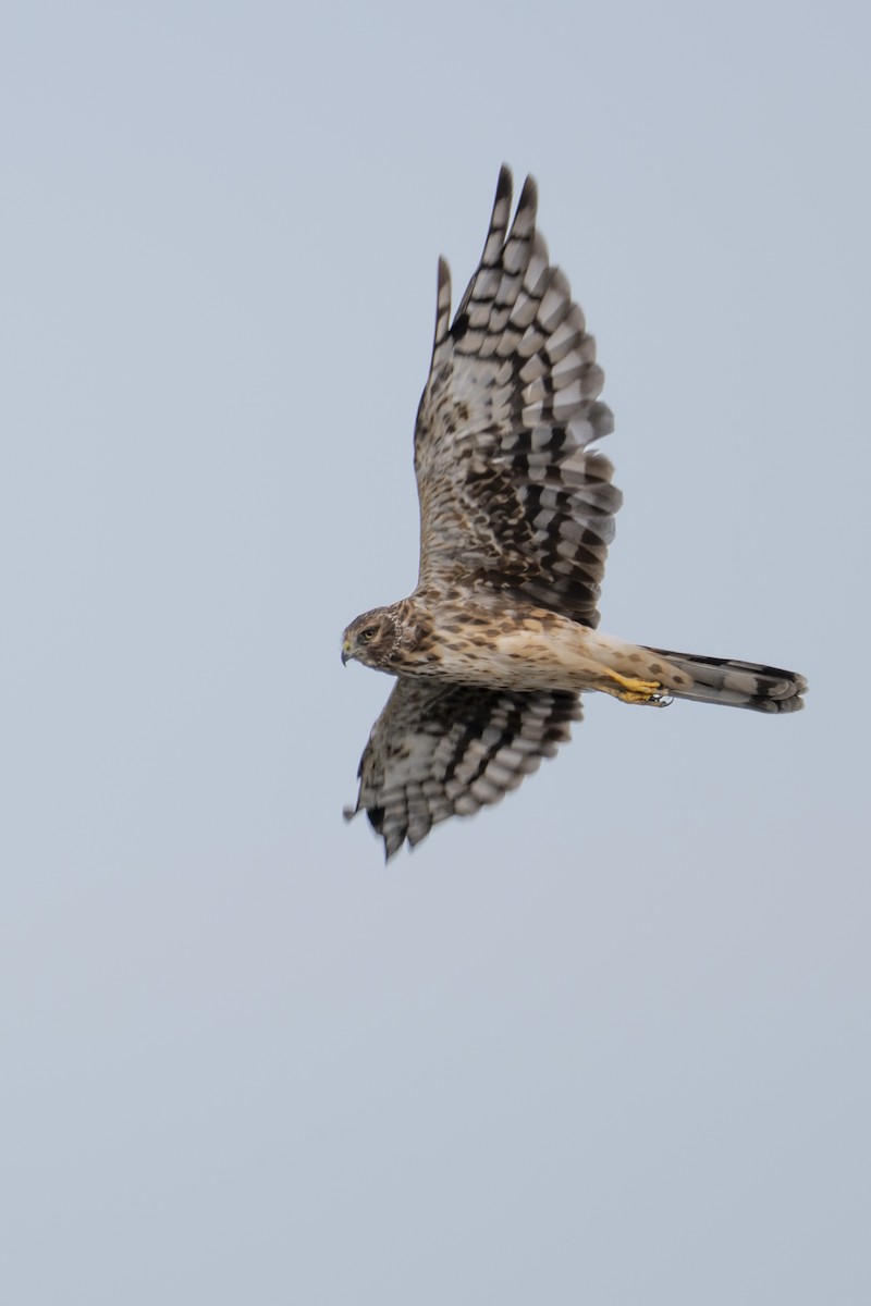 Northern Harrier - ML643814460