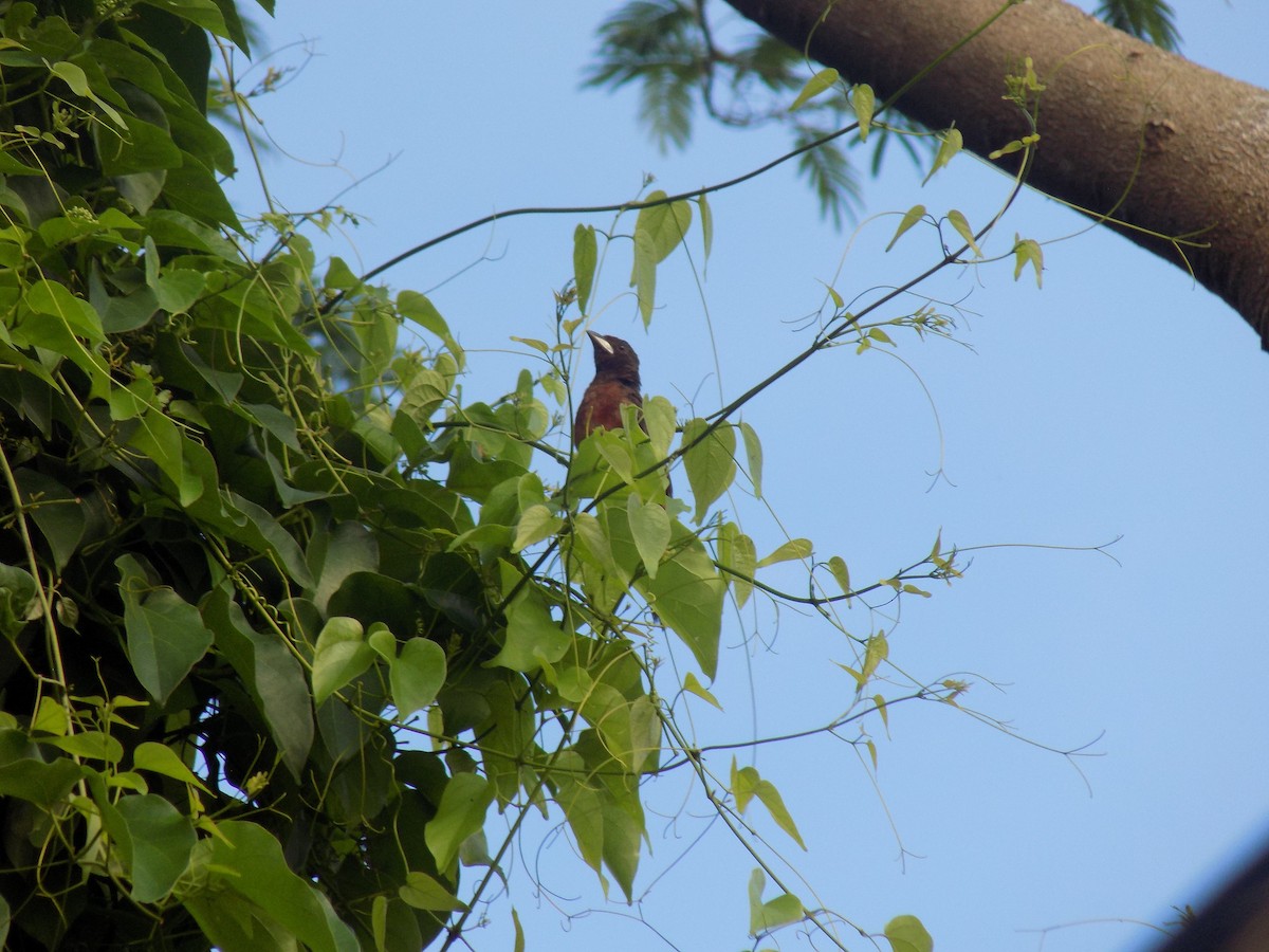 Silver-beaked Tanager - ML643814467