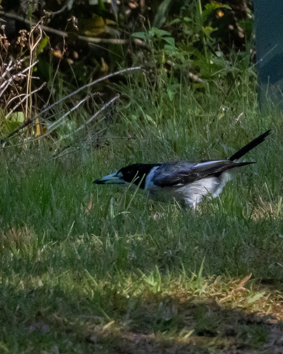 Gray Butcherbird - ML643814469