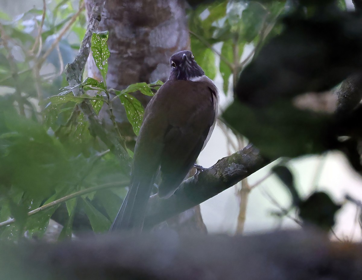 White-throated Thrush - ML643814474