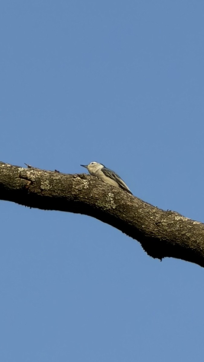 White-breasted Nuthatch - ML643814479