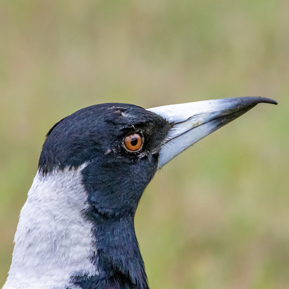 Australian Magpie - ML643814527