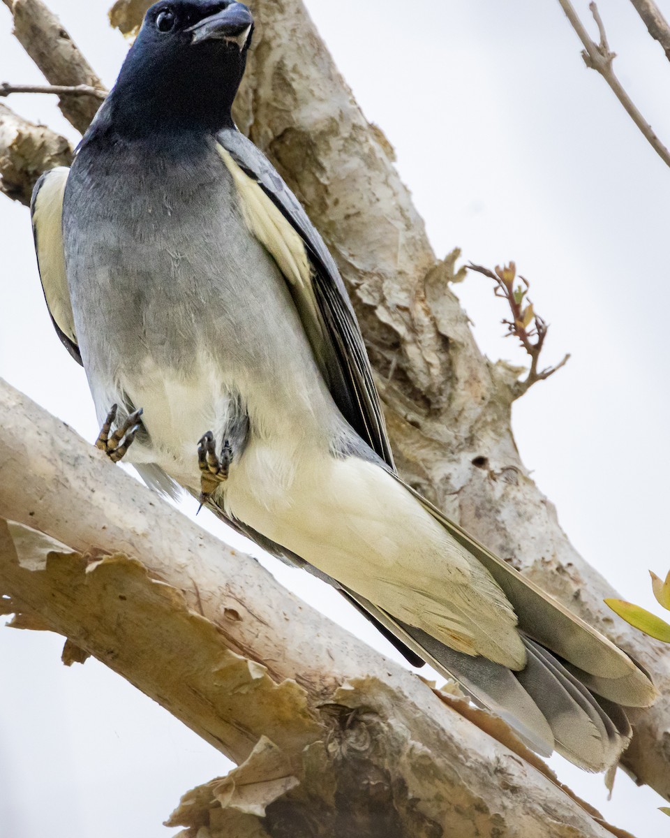 Black-faced Cuckooshrike - ML643814553