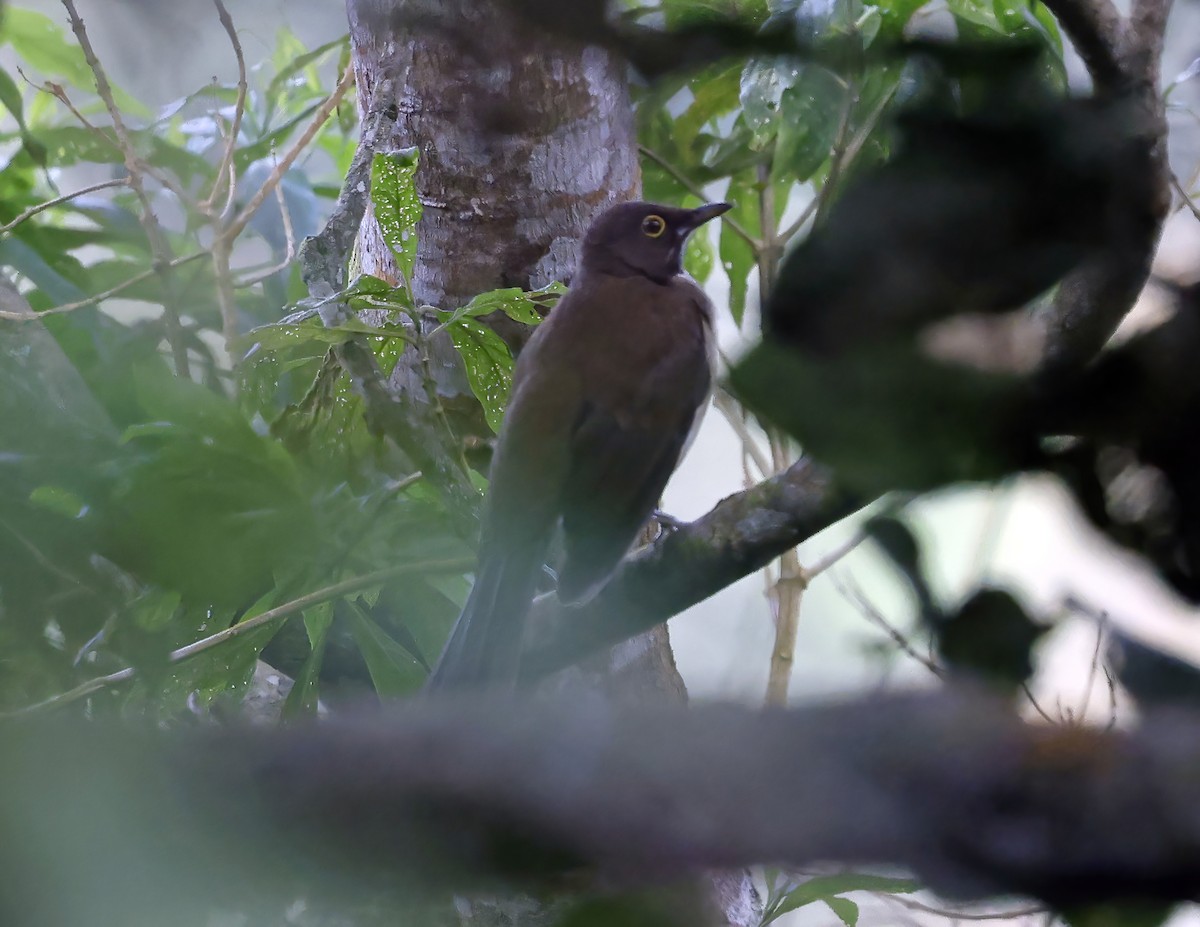 White-throated Thrush - ML643814555