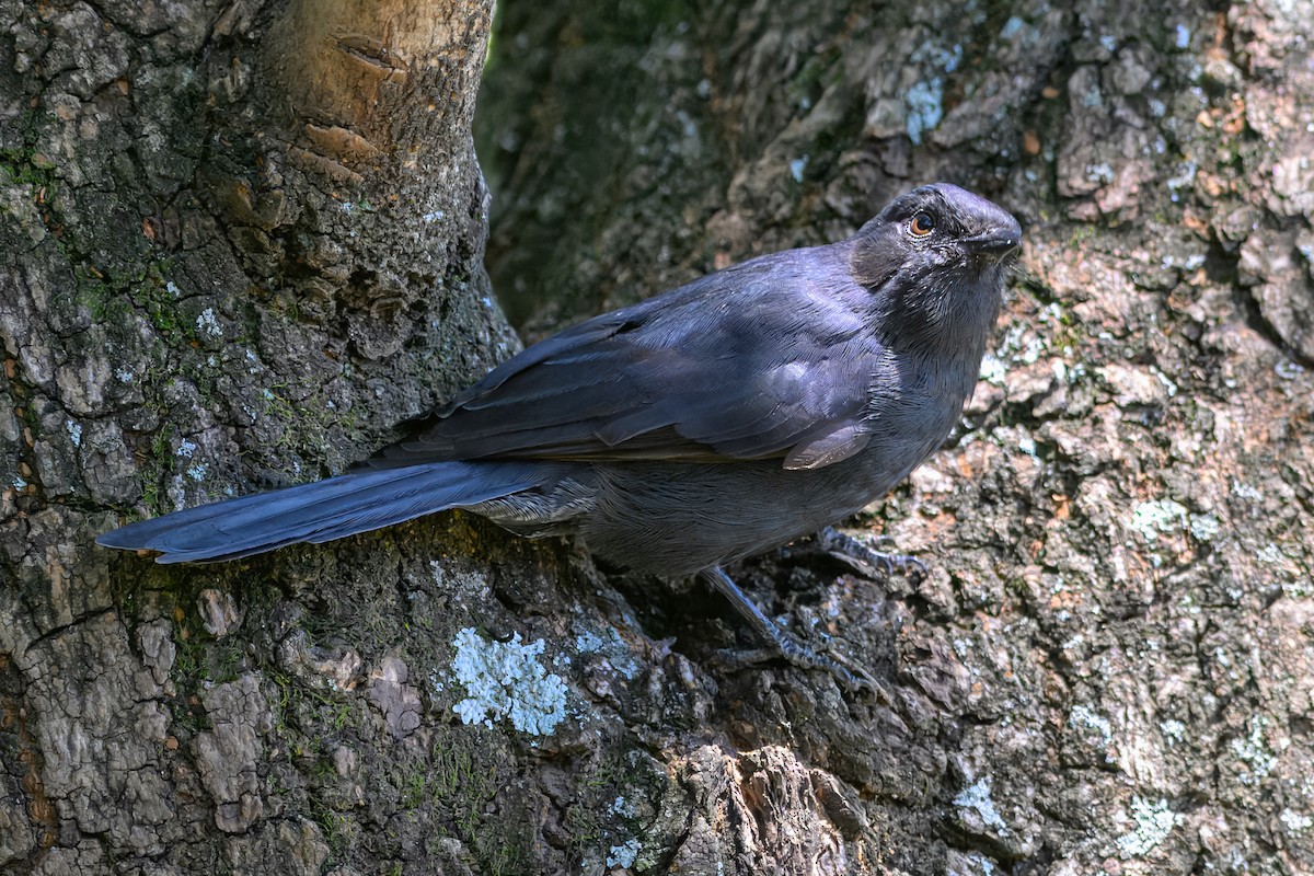 Northern Black-Flycatcher - ML643814561