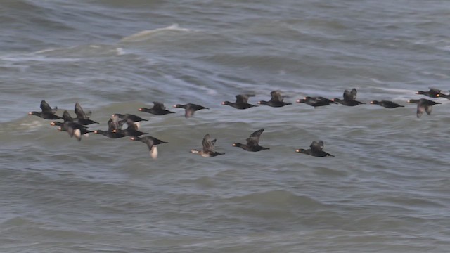 Black Scoter - ML643814566