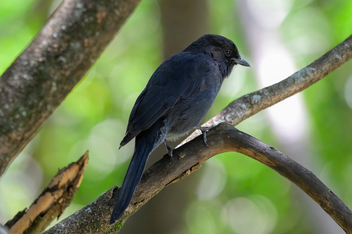 Northern Black-Flycatcher - ML643814568