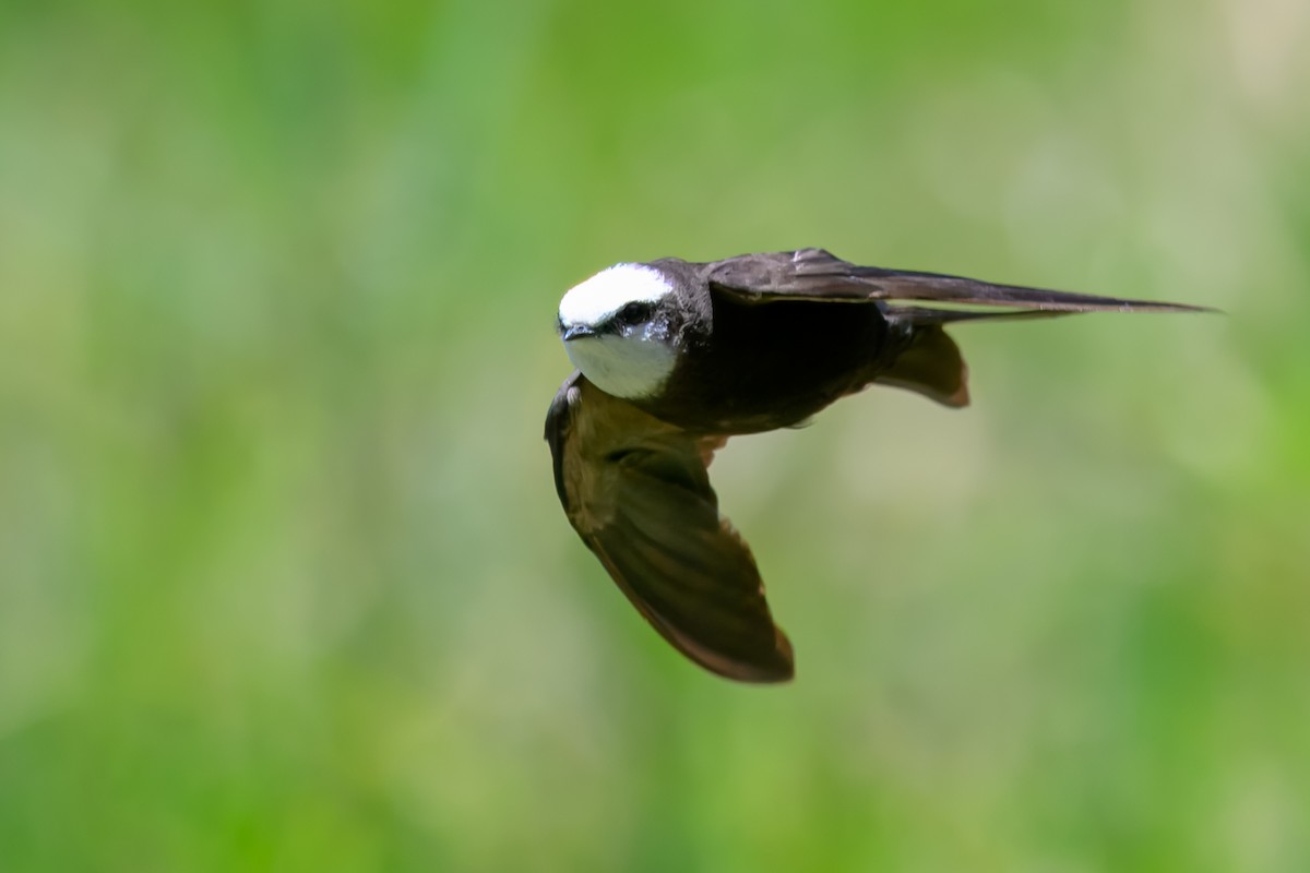 White-headed Sawwing - ML643814579