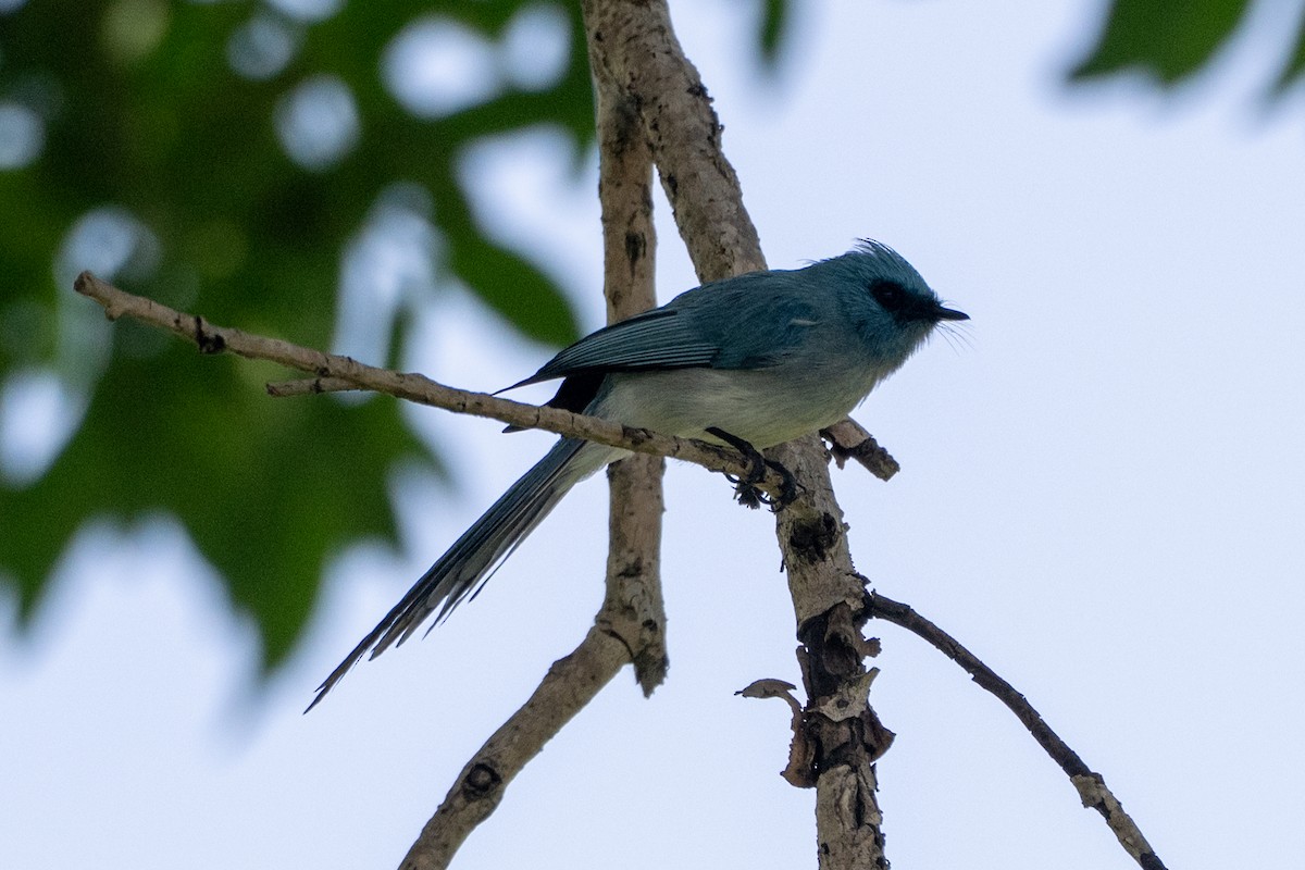 African Blue Flycatcher - ML643814582