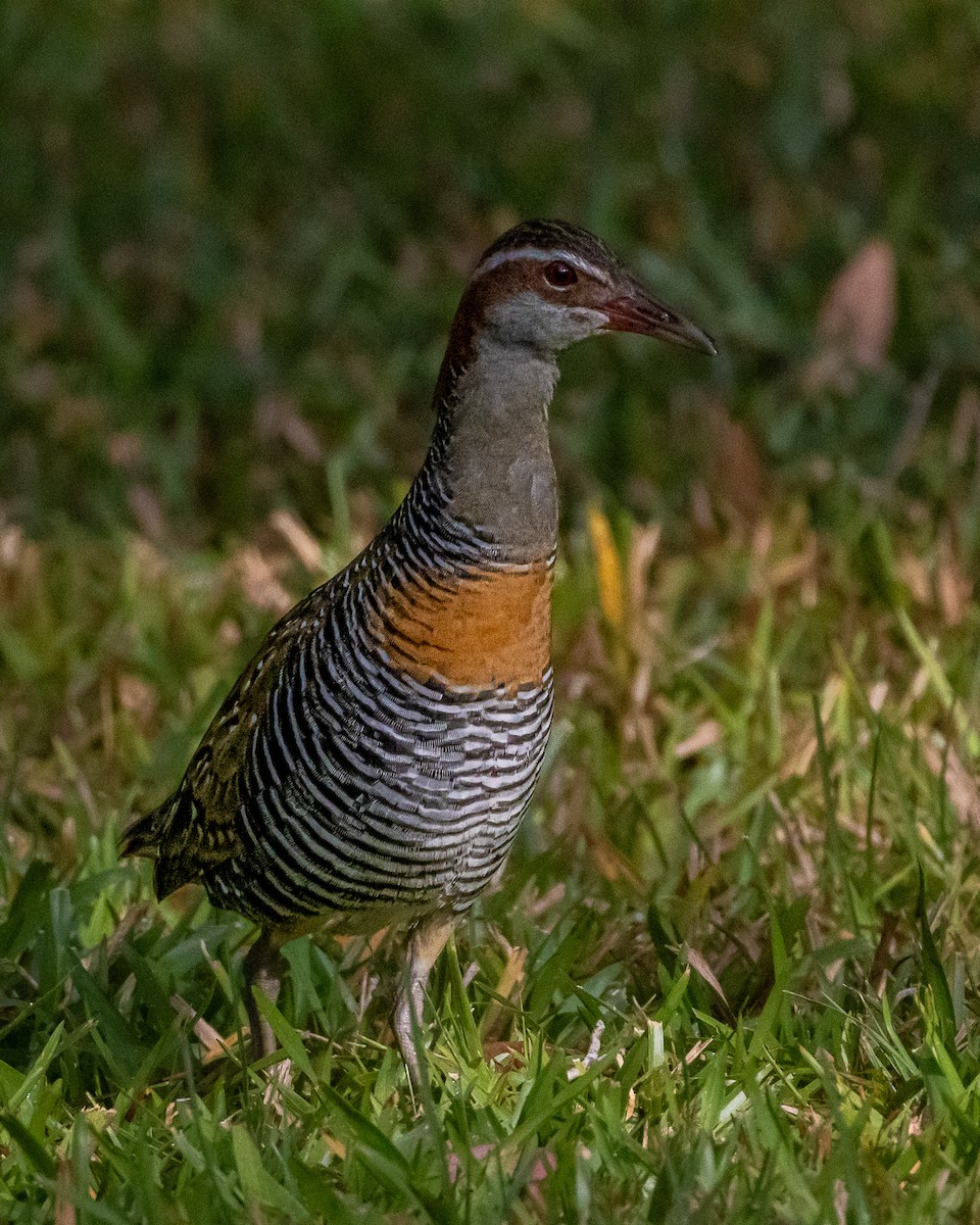 Buff-banded Rail - ML643814585