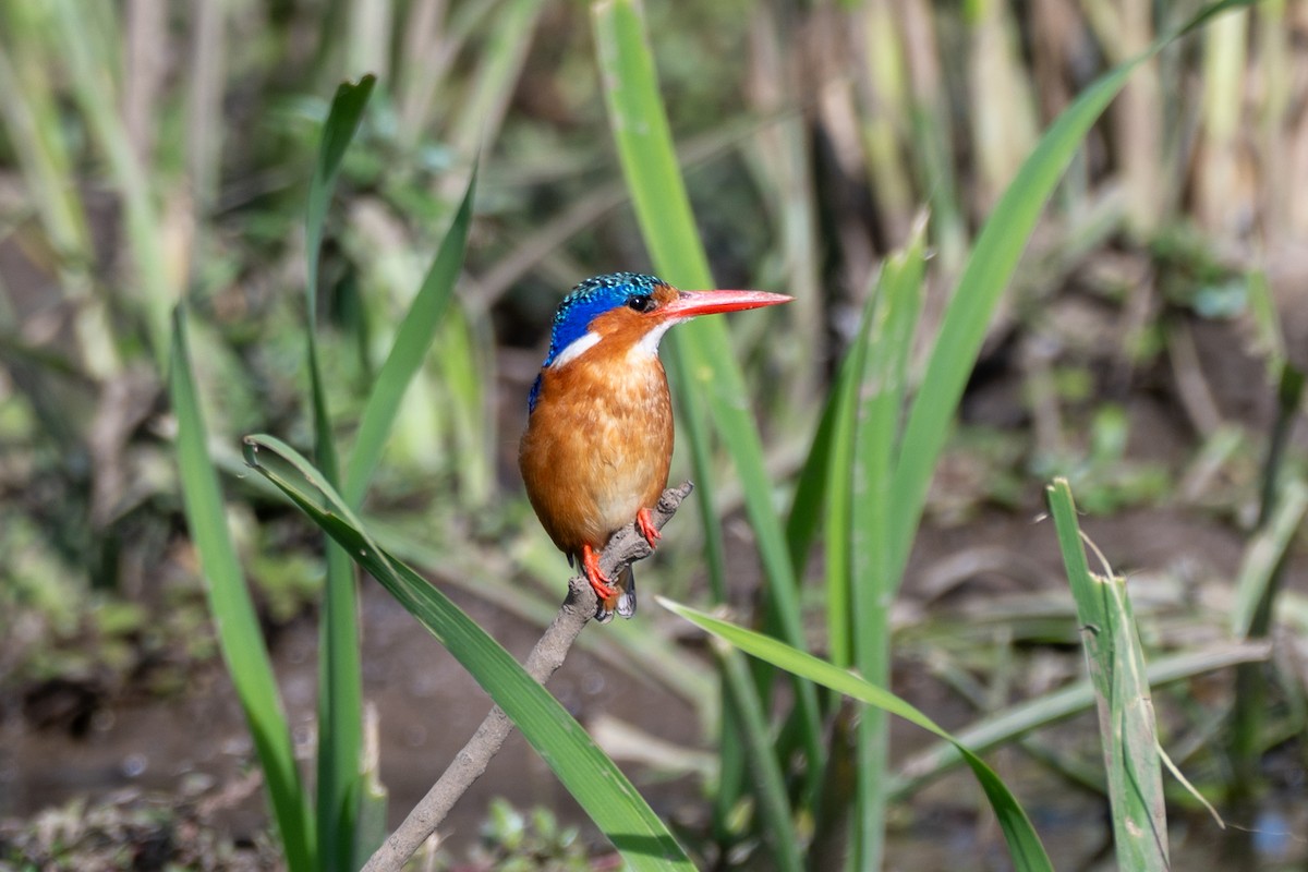 Malachite Kingfisher - ML643814596