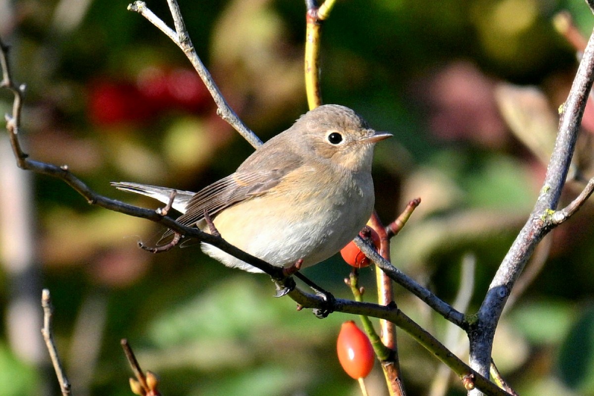 Red-breasted Flycatcher - ML643814599